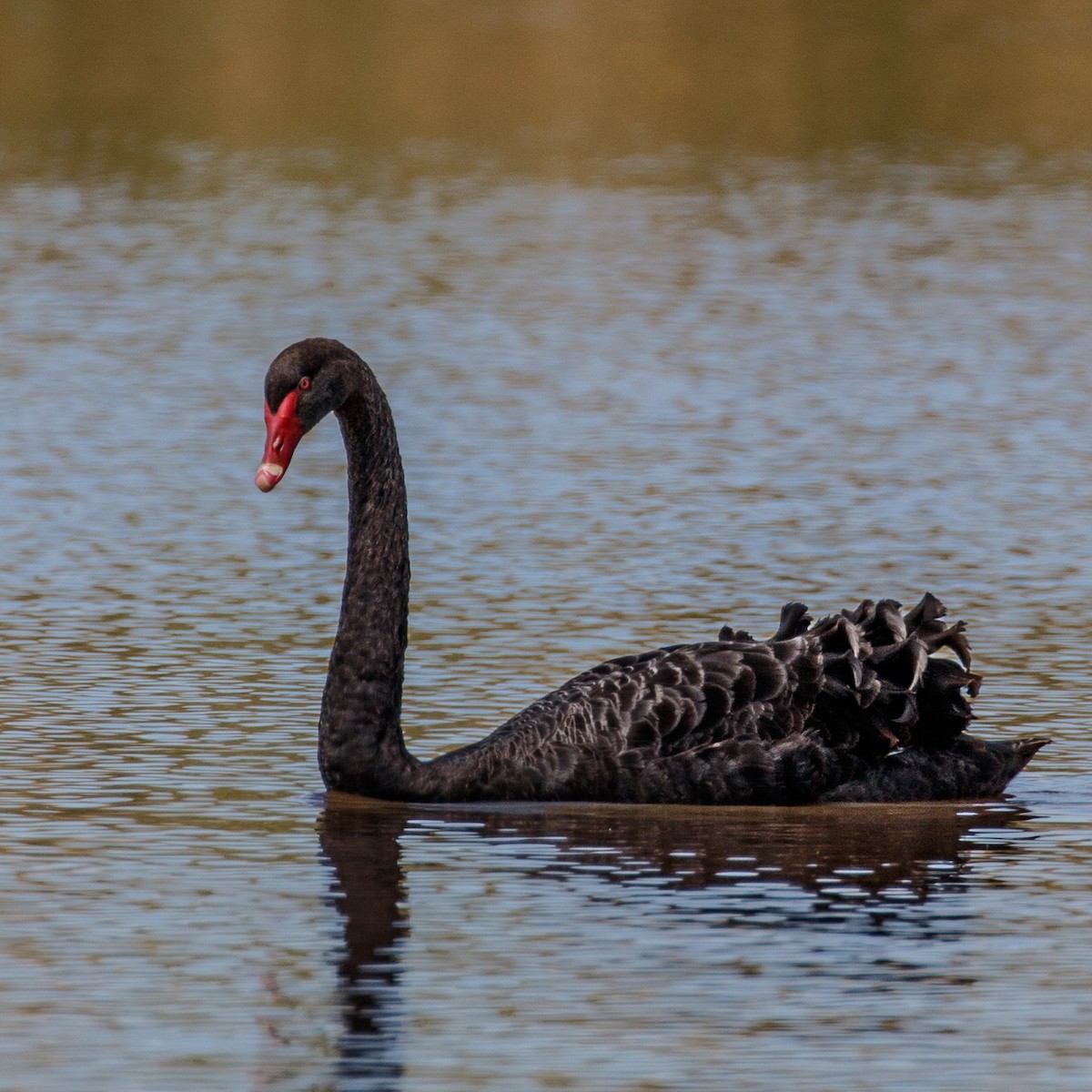 Black Swan - Cedric Bear