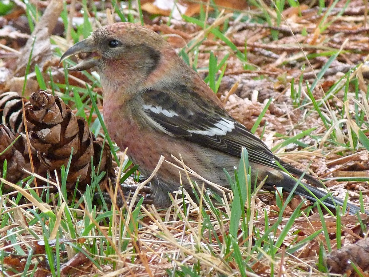 White-winged Crossbill - Melody Walsh