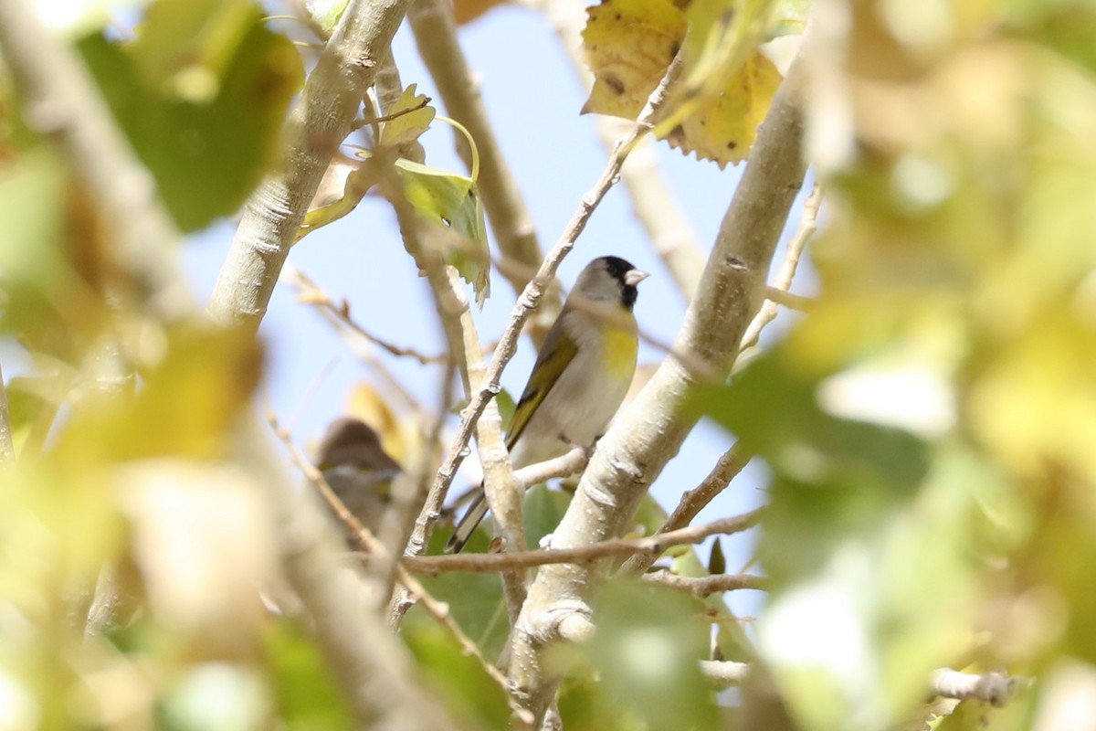 Lawrence's Goldfinch - ML75890411