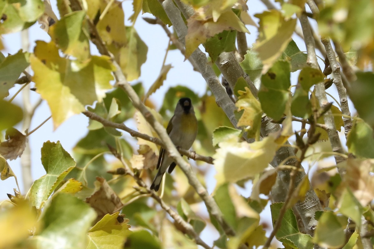 Lawrence's Goldfinch - ML75890421