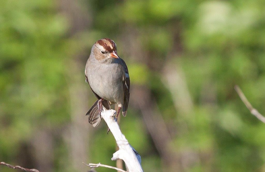 White-crowned Sparrow - ML75892201