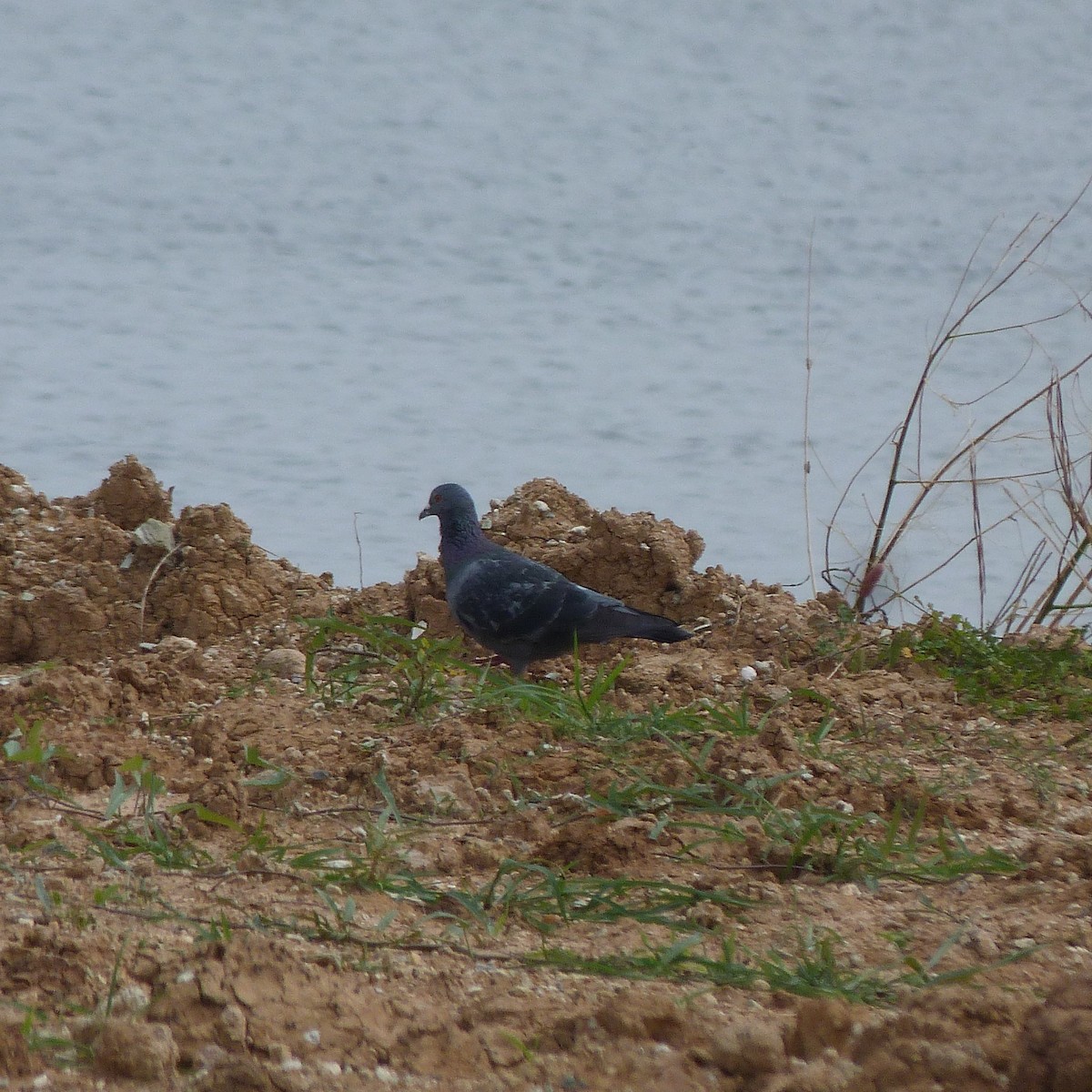 Rock Pigeon (Feral Pigeon) - ML75894561