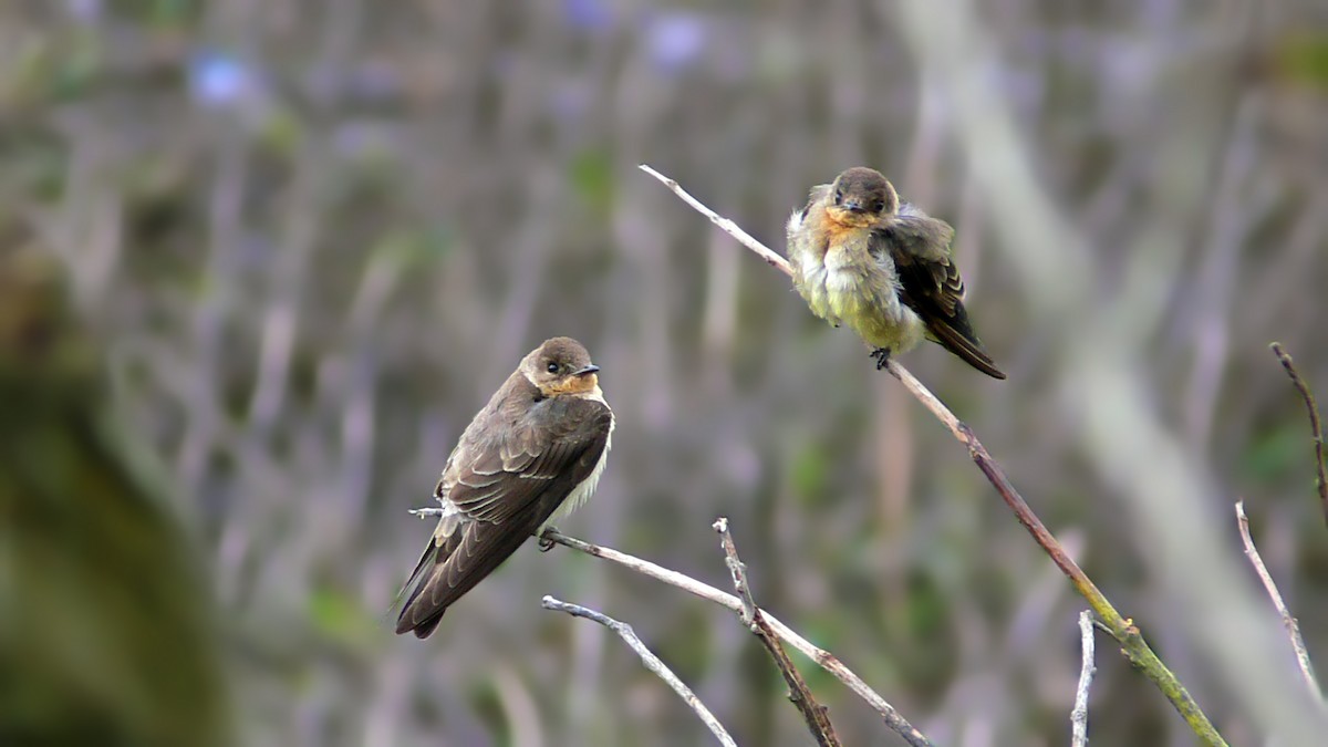 Southern Rough-winged Swallow - ML75895051