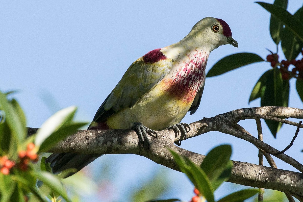 Many-colored Fruit-Dove - ML75897251