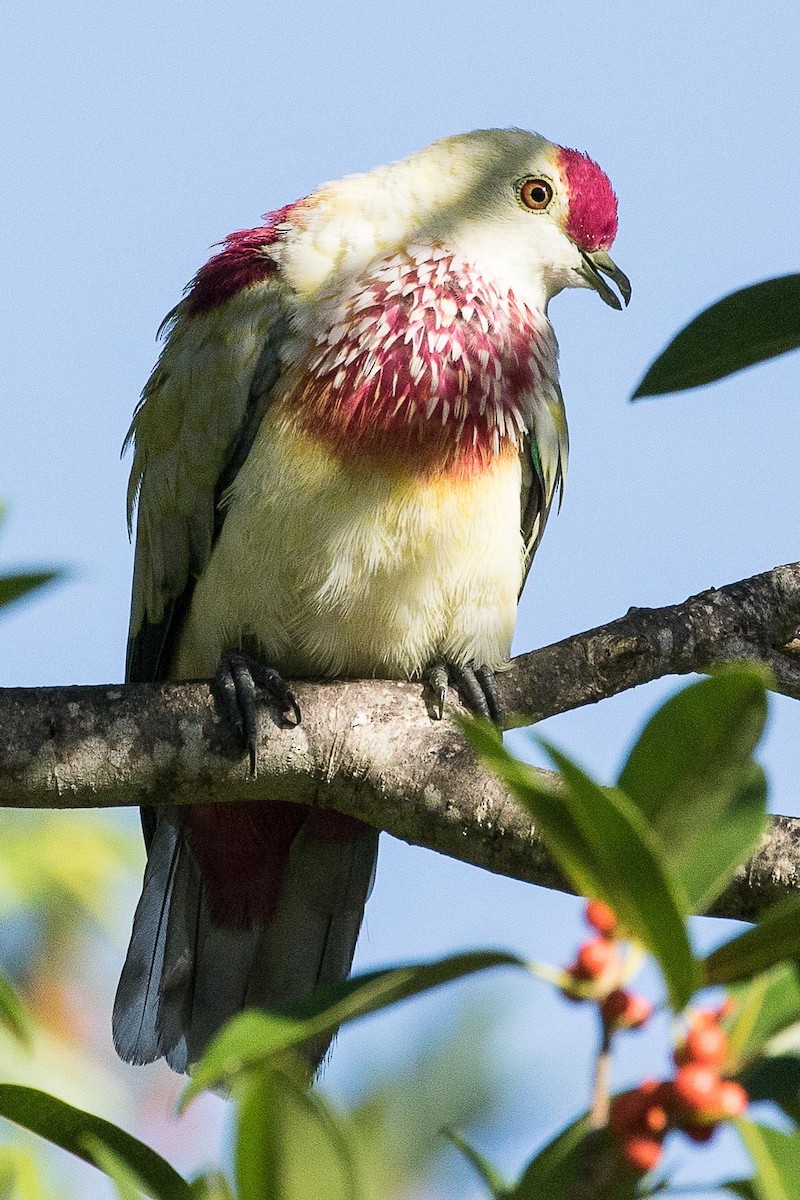 Many-colored Fruit-Dove - ML75897261