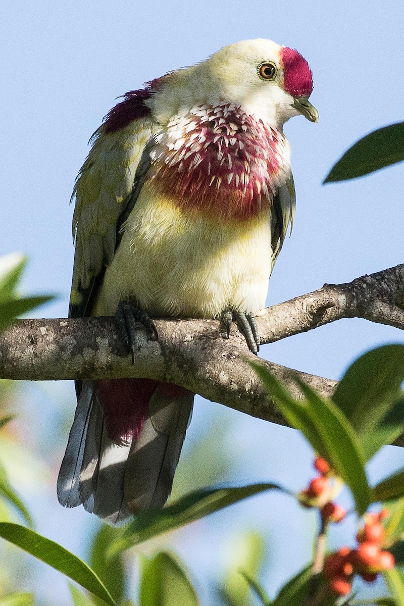 Many-colored Fruit-Dove - ML75897271