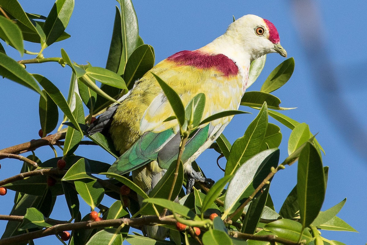 Many-colored Fruit-Dove - ML75897281