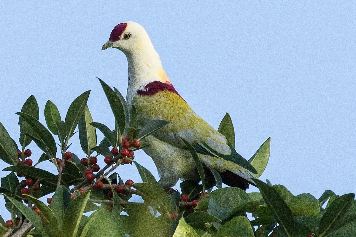 Many-colored Fruit-Dove - ML75897291