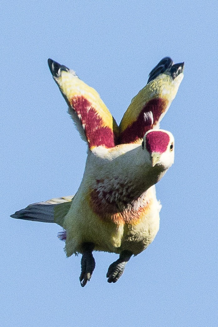 holub mnohobarvý - ML75897321