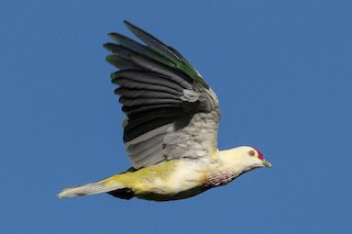  - Many-colored Fruit-Dove