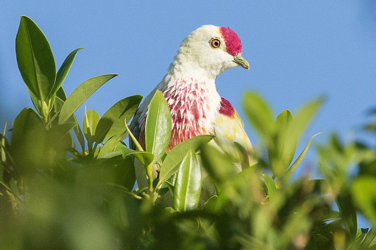 Many-colored Fruit-Dove - ML75897531
