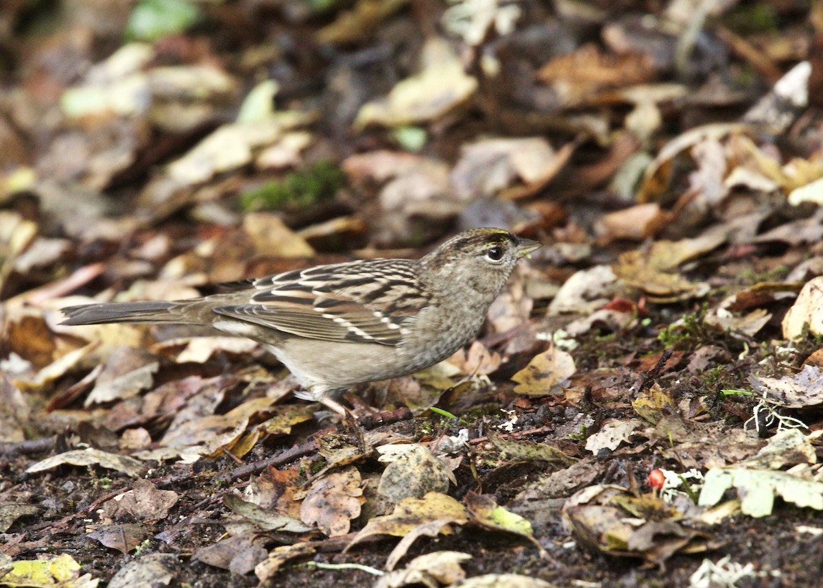 Golden-crowned Sparrow - ML75897611