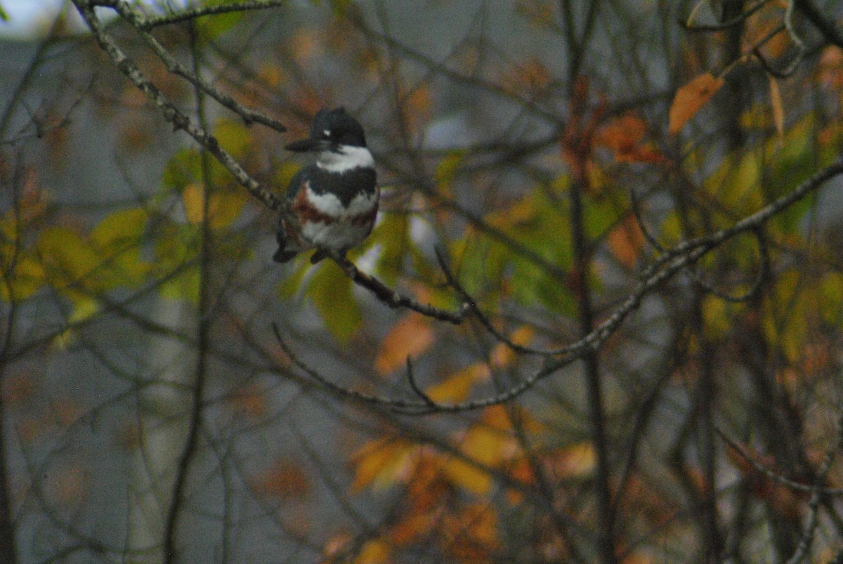 Belted Kingfisher - ML75897961