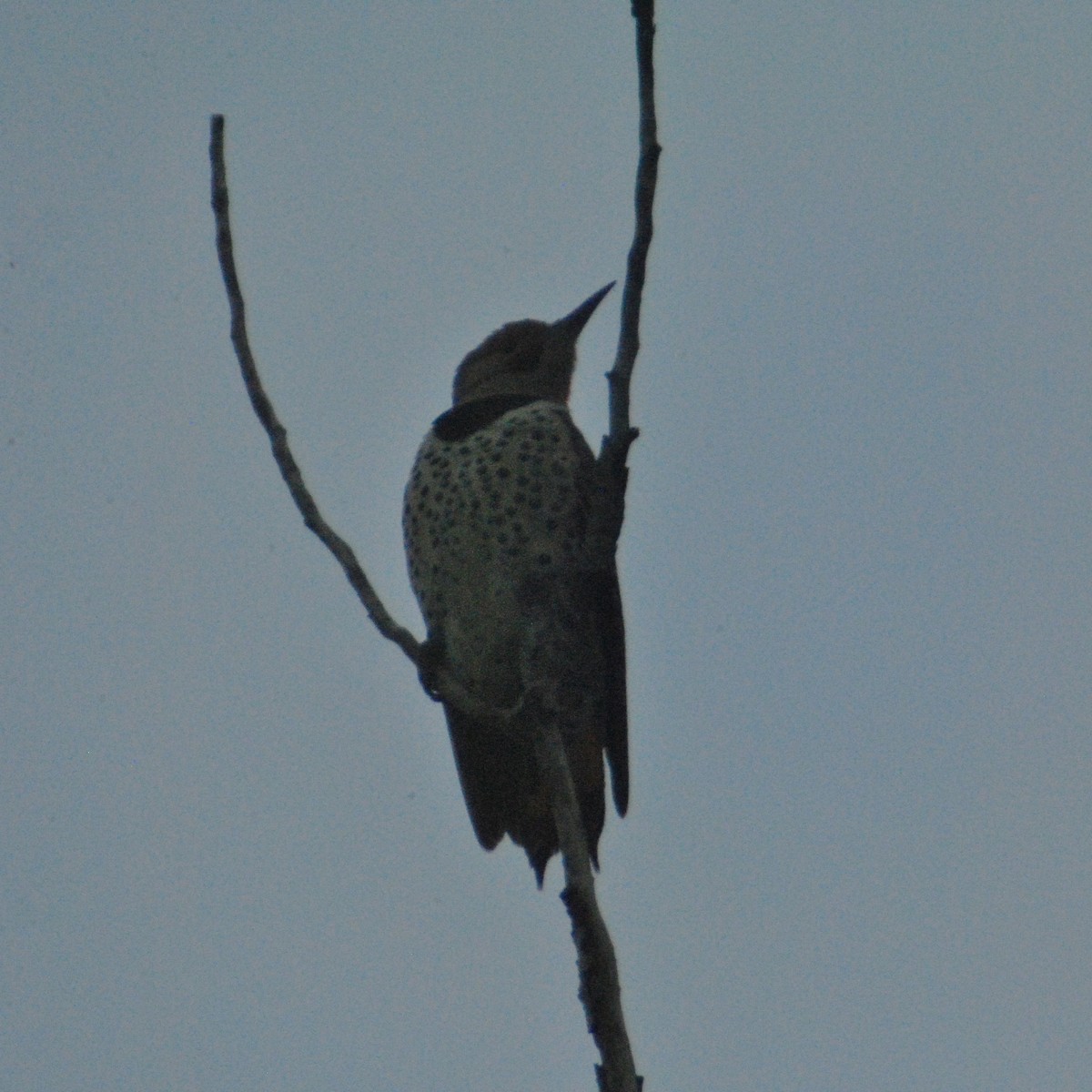 Northern Flicker (Red-shafted) - ML75897981