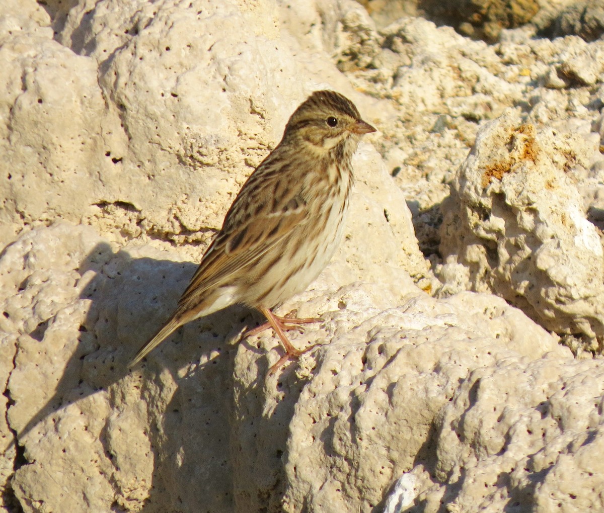 Savannah Sparrow - ML75898501