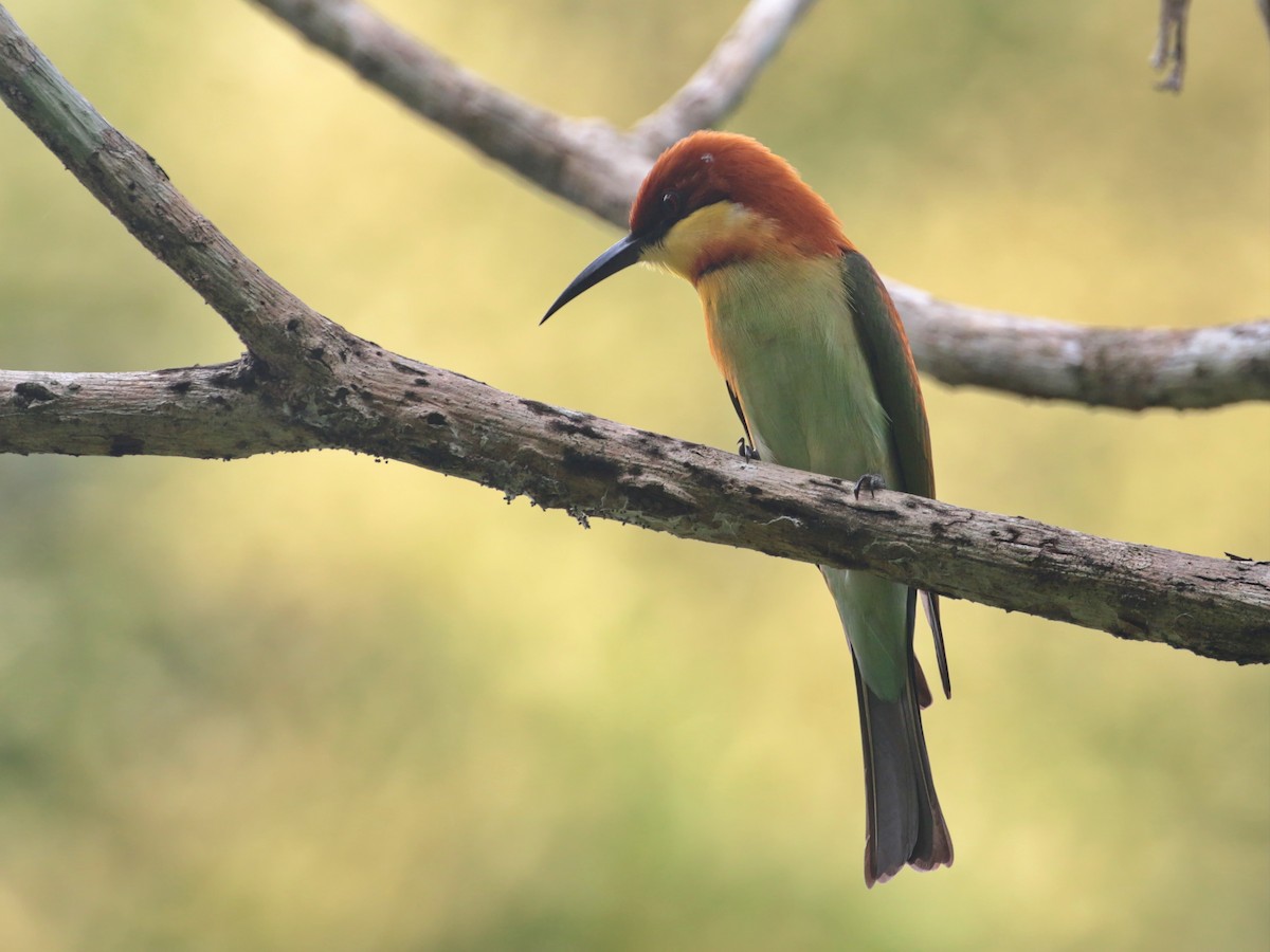 Chestnut-headed Bee-eater - ian dugdale