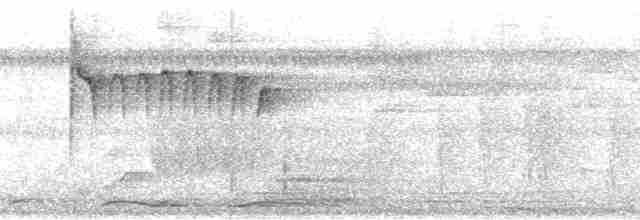 Ornate Stipplethroat (Western) - ML75901