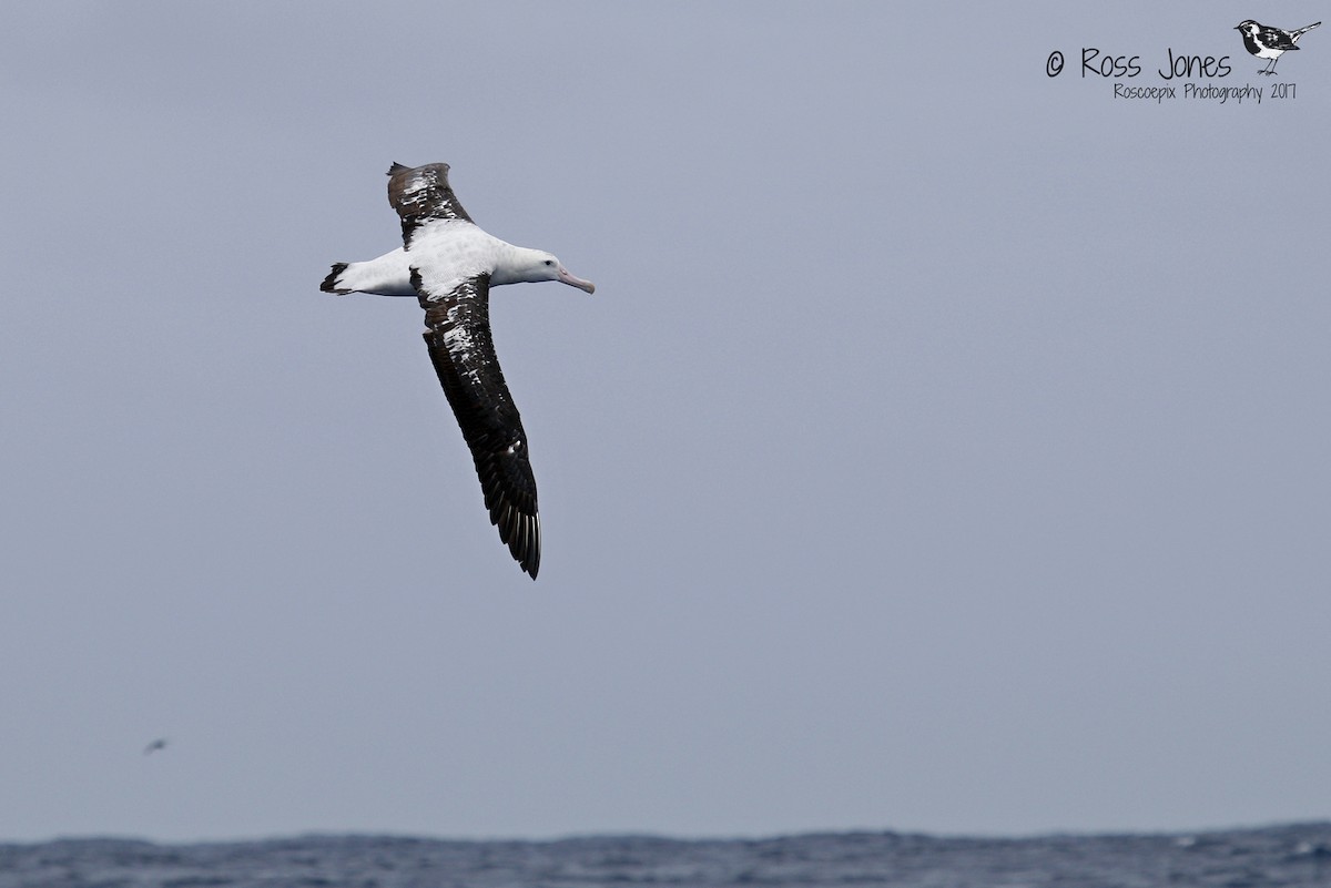 Antipodean Albatross (Gibson's) - Ross Jones