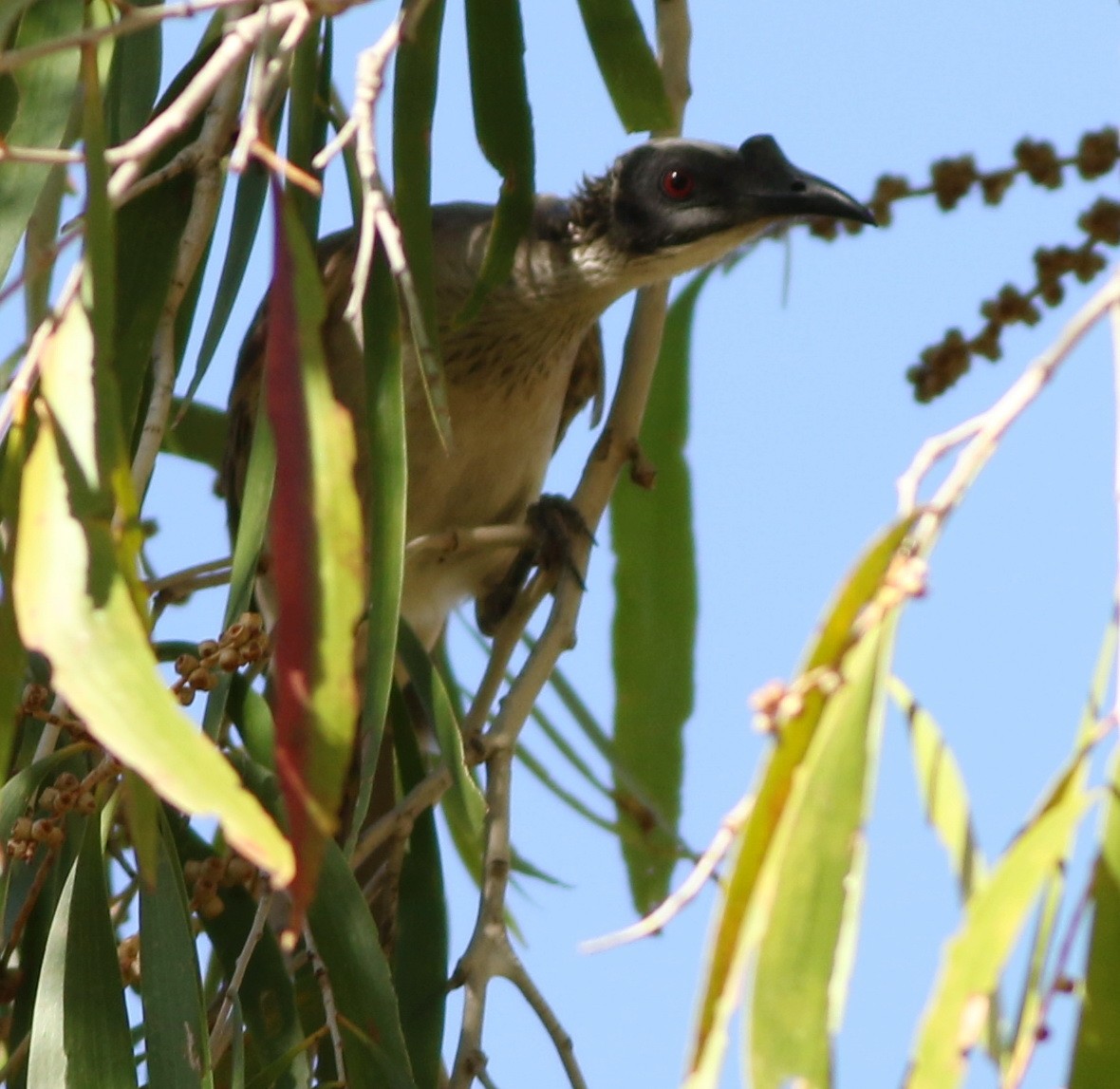 Silver-crowned Friarbird - ML75902631
