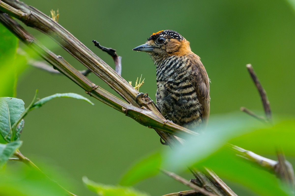 Ochre-collared Piculet - Joao Quental JQuental