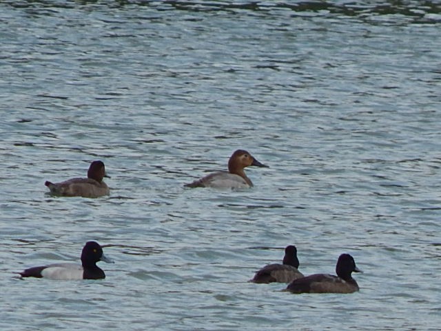 Greater/Lesser Scaup - ML75903491