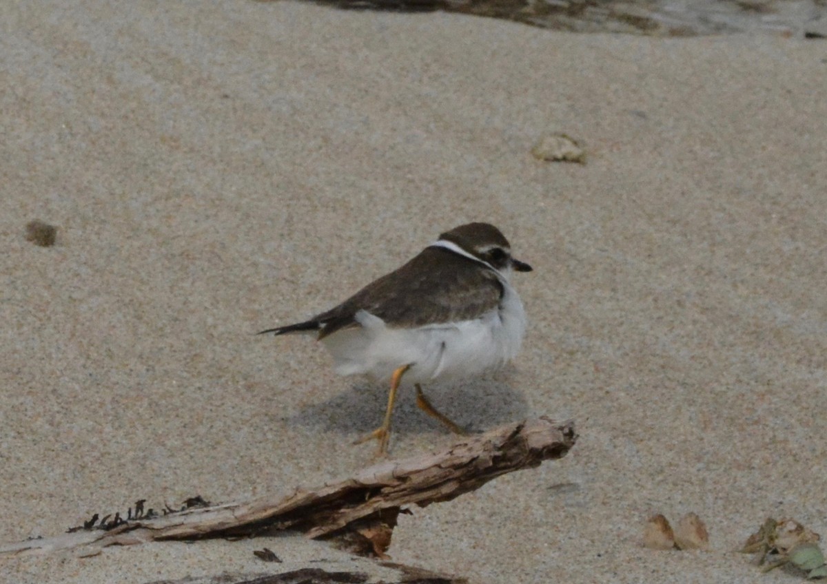 Semipalmated Plover - ML75903971