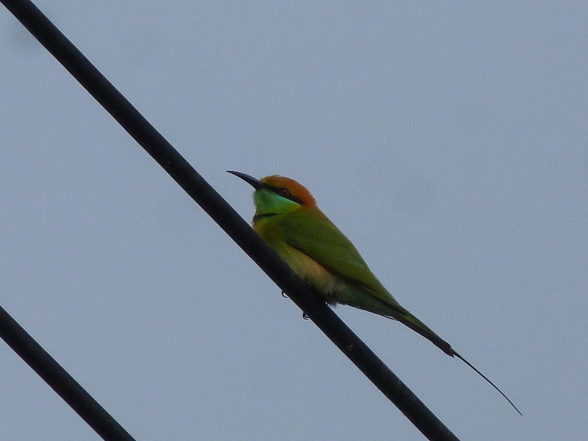 Asian Green Bee-eater - Doug Kibbe