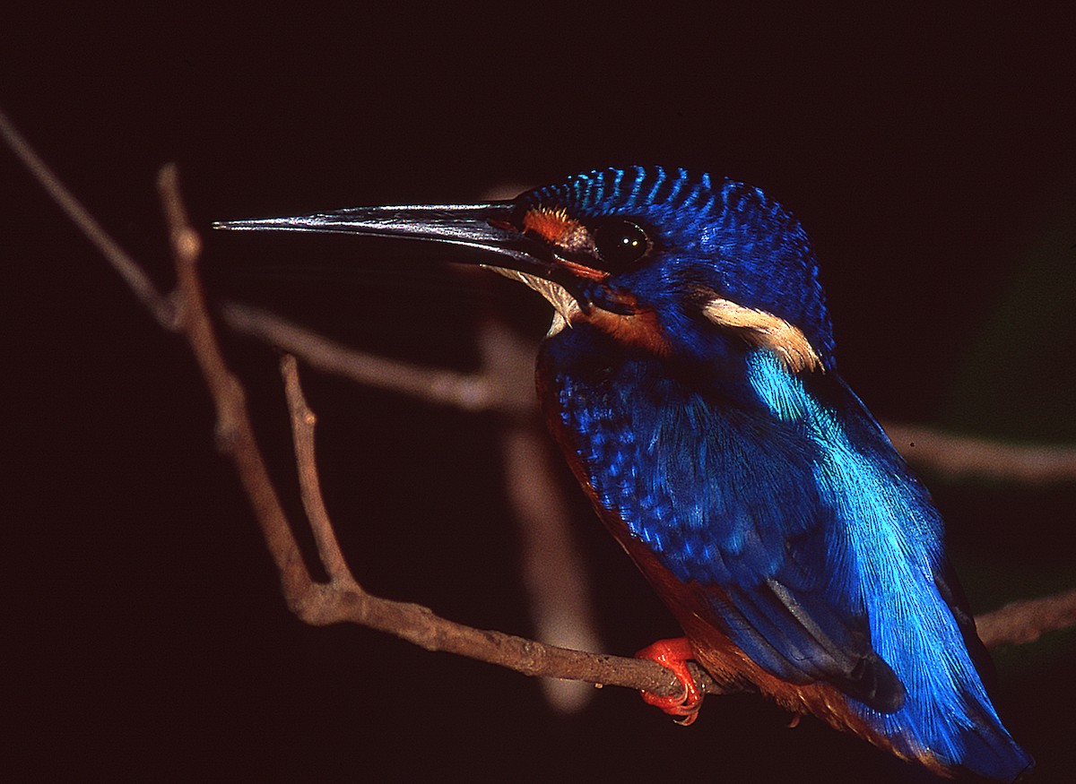 Blue-eared Kingfisher - Dominic Garcia-Hall