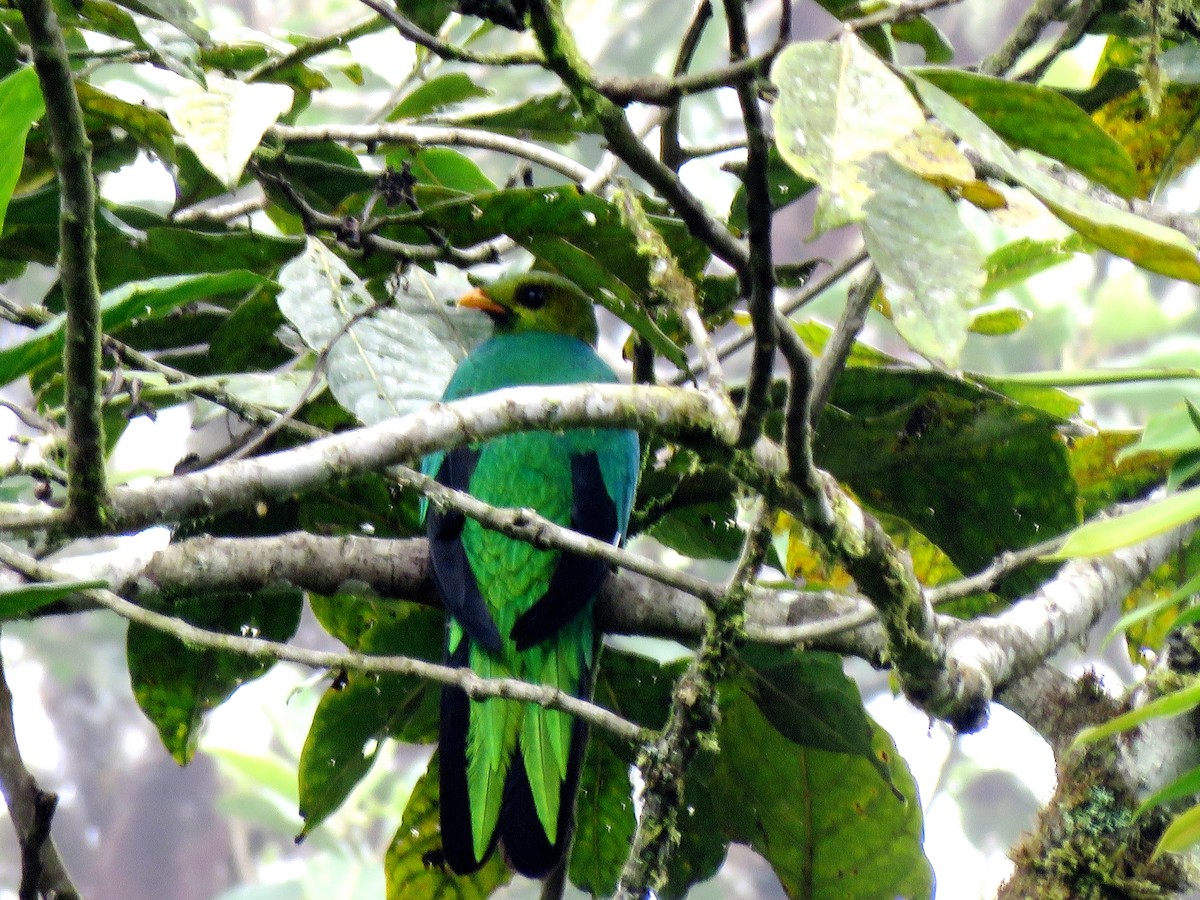 Golden-headed Quetzal - Edison🦉 Ocaña