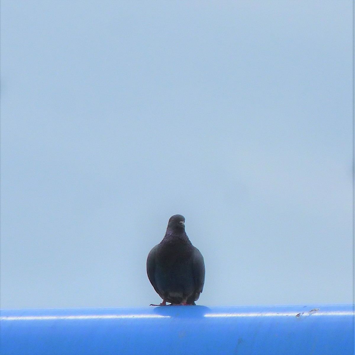 Rock Pigeon (Feral Pigeon) - ML75909561