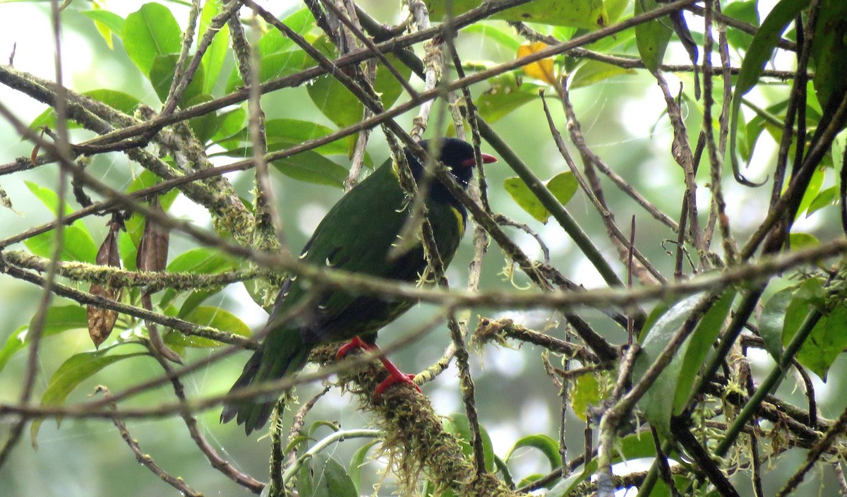Green-and-black Fruiteater - Edison🦉 Ocaña