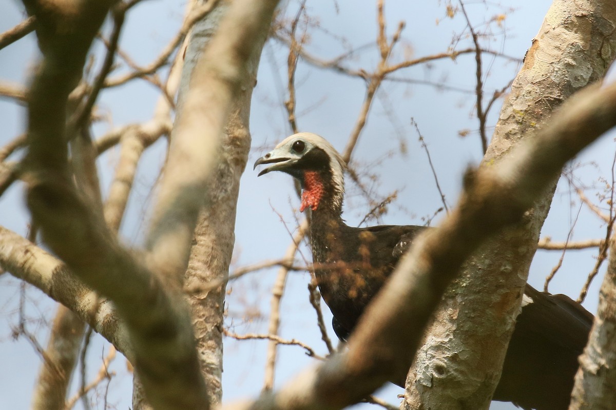 Red-throated Piping-Guan - ML75910021