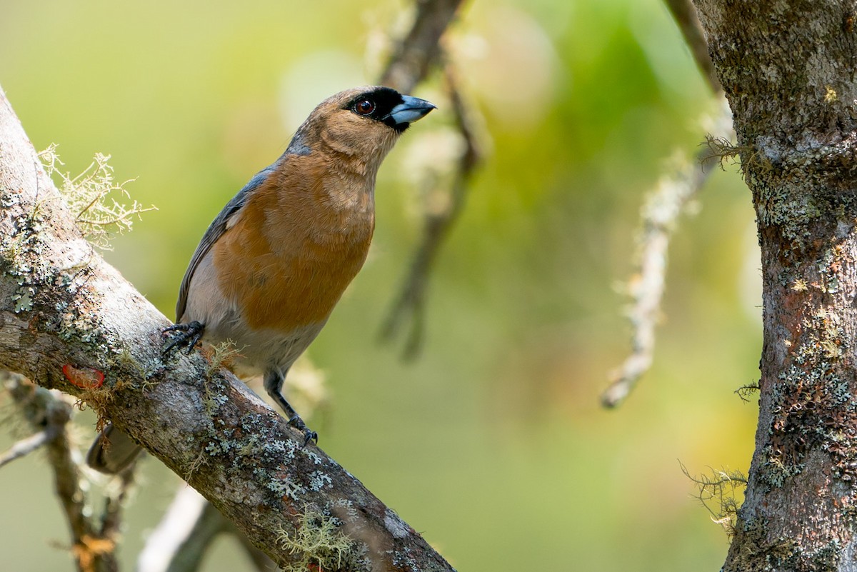 Cinnamon Tanager - Joao Quental JQuental