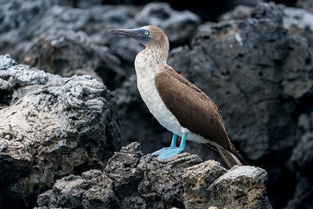 Slow Motion Blue Footed Booby Sula Nebouxii Marine Bird Native Stock Video  Footage by ©jens.otte.web.de #672713068