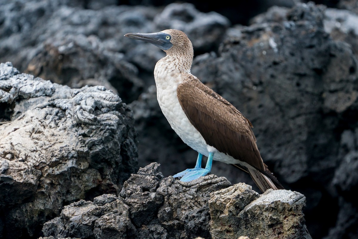 Blue-footed Booby - ML75911741