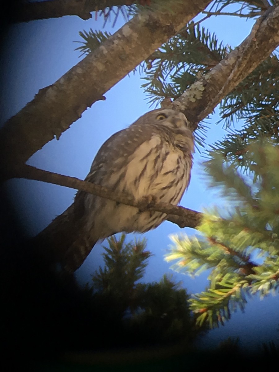 Northern Pygmy-Owl - ML75912861