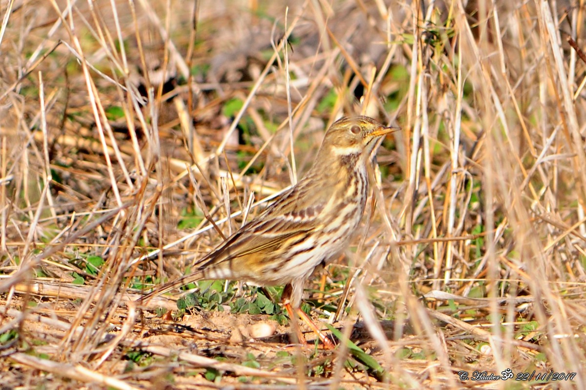 Meadow Pipit - ML75912881