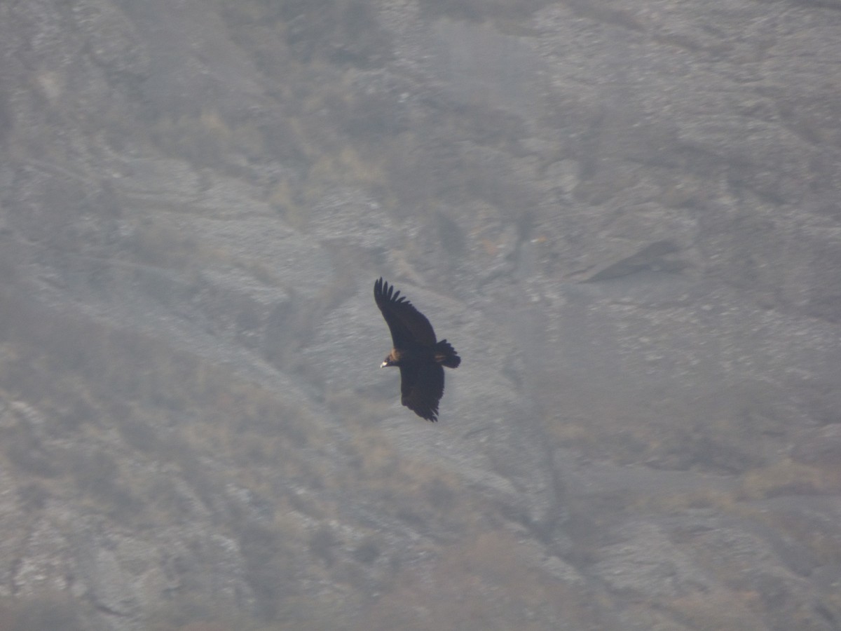 Cinereous Vulture - ML75913041
