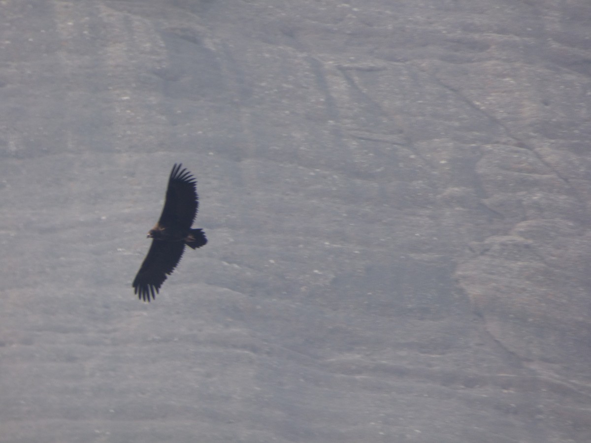 Cinereous Vulture - Philip Steiner
