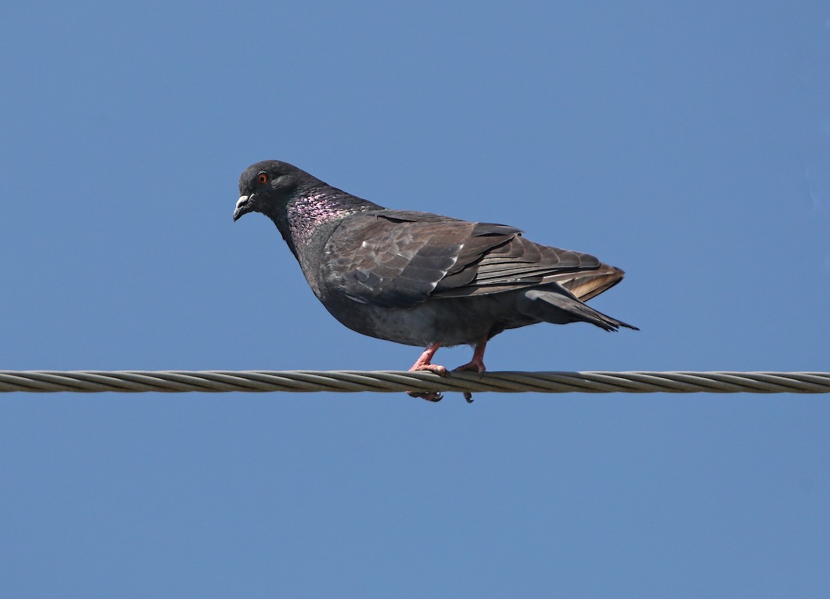 Rock Pigeon (Feral Pigeon) - Elizabeth Winter
