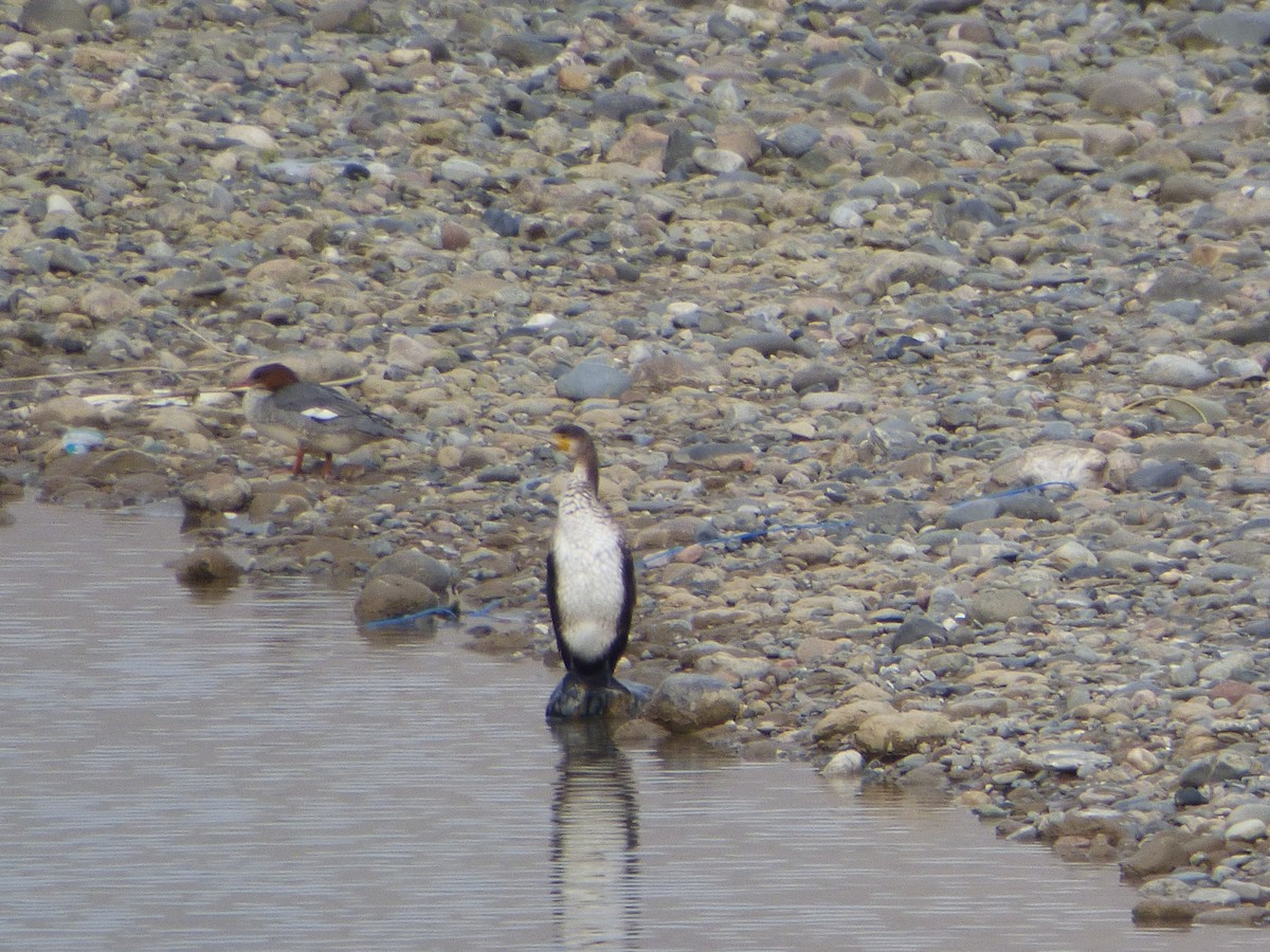 Great Cormorant - ML75913551