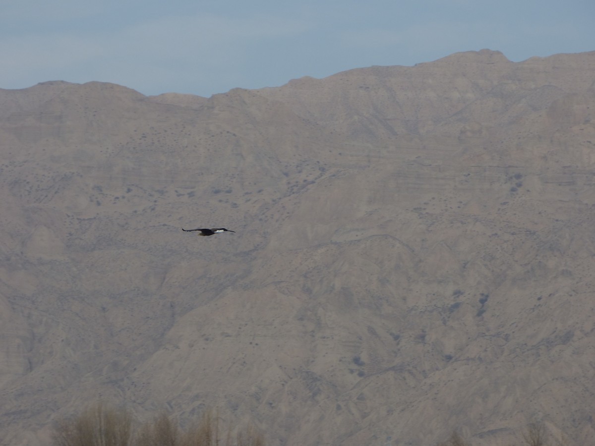 White-tailed Eagle - ML75913681