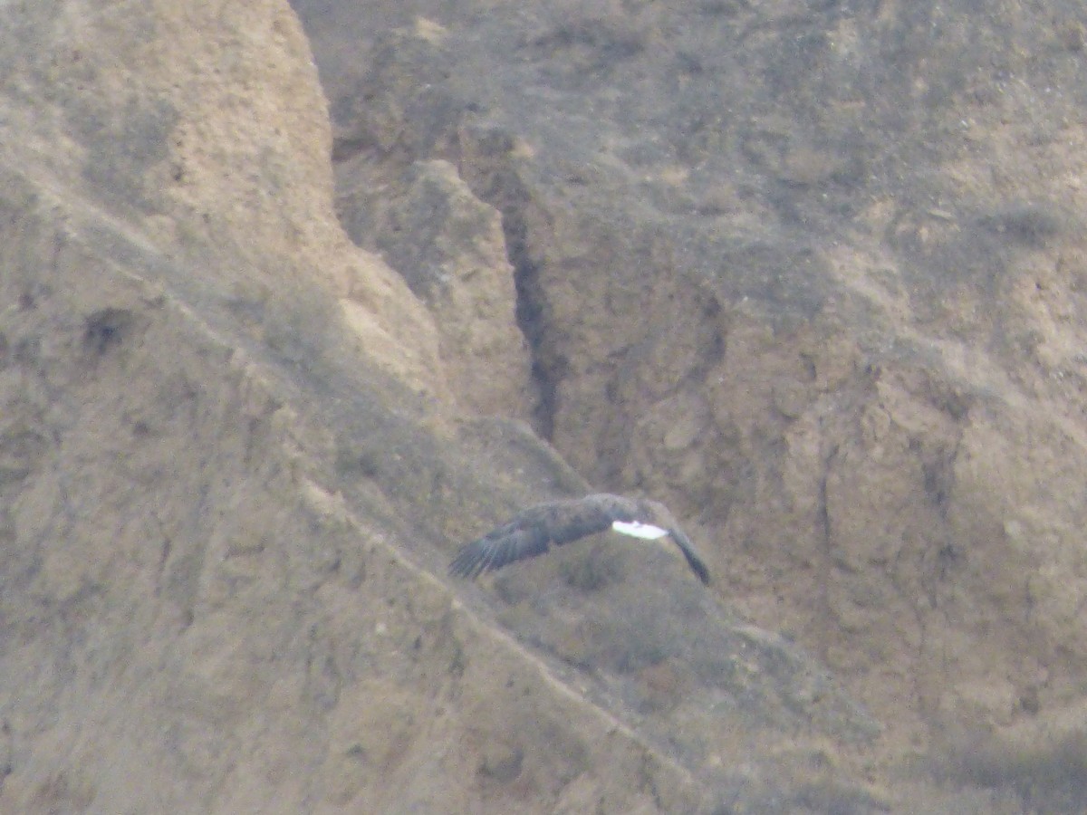 White-tailed Eagle - ML75914131