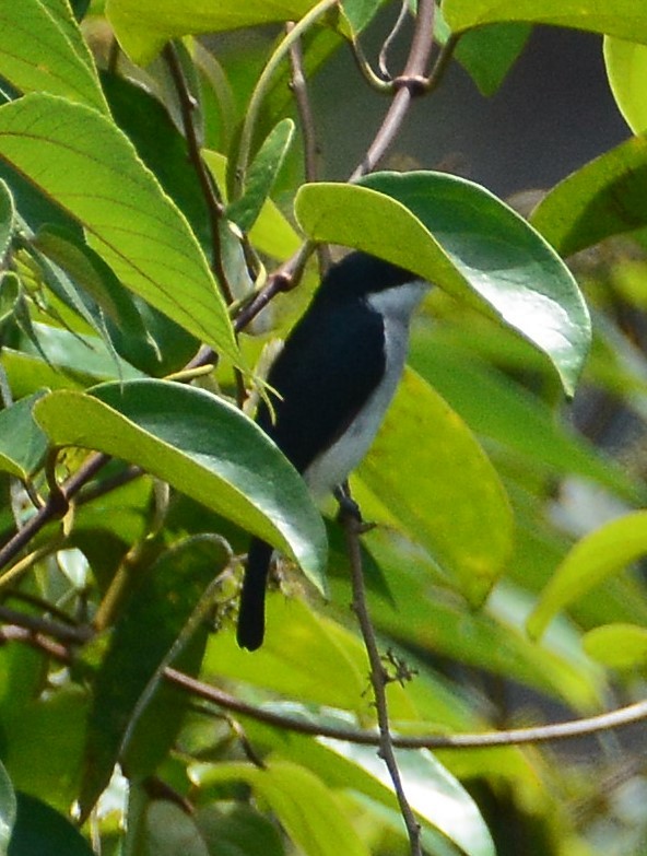 Black-winged Flycatcher-shrike - Ari Noviyono