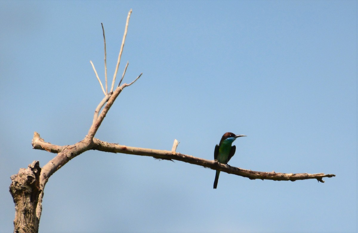 Blue-throated Bee-eater - Ari Noviyono