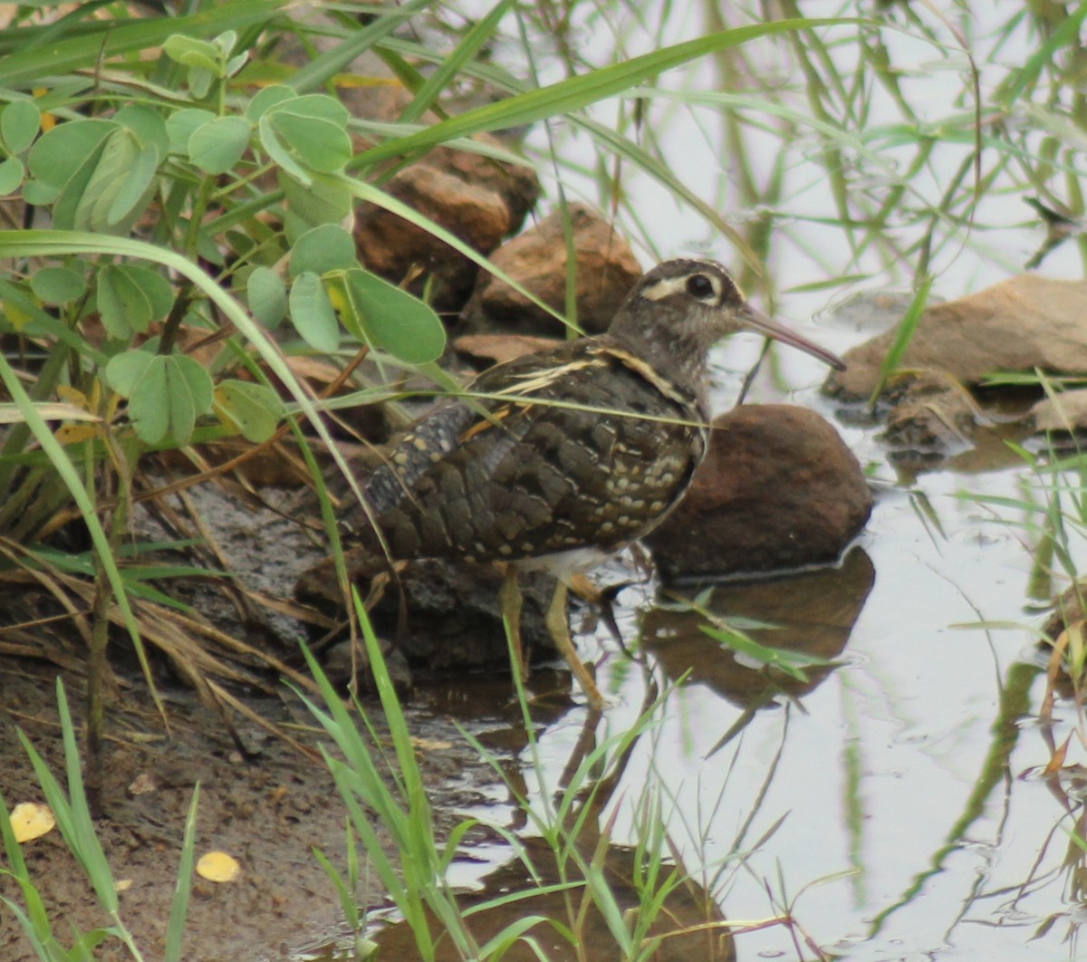 Greater Painted-Snipe - ML75915131