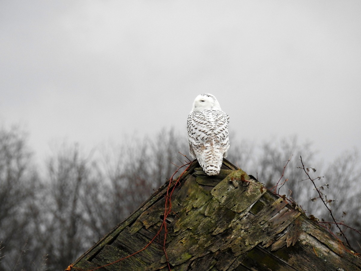 Snowy Owl - ML75916191