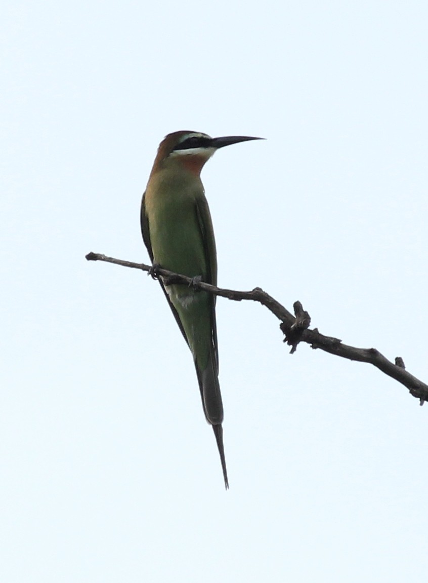 Madagascar Bee-eater - ML75916451