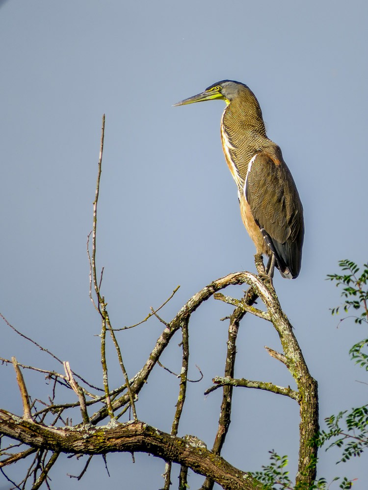 Bare-throated Tiger-Heron - Teresa Connell