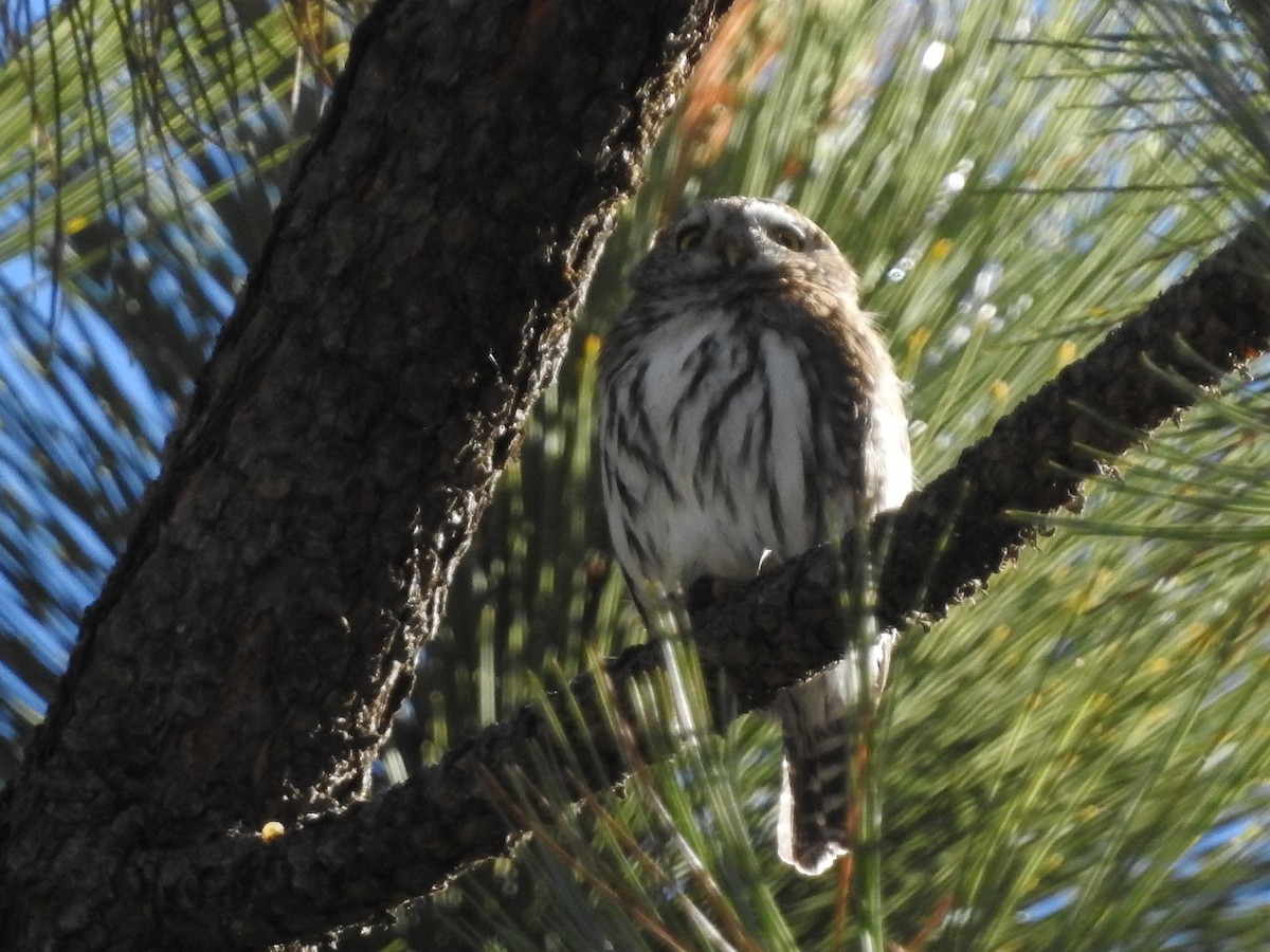 Northern Pygmy-Owl - ML75917241